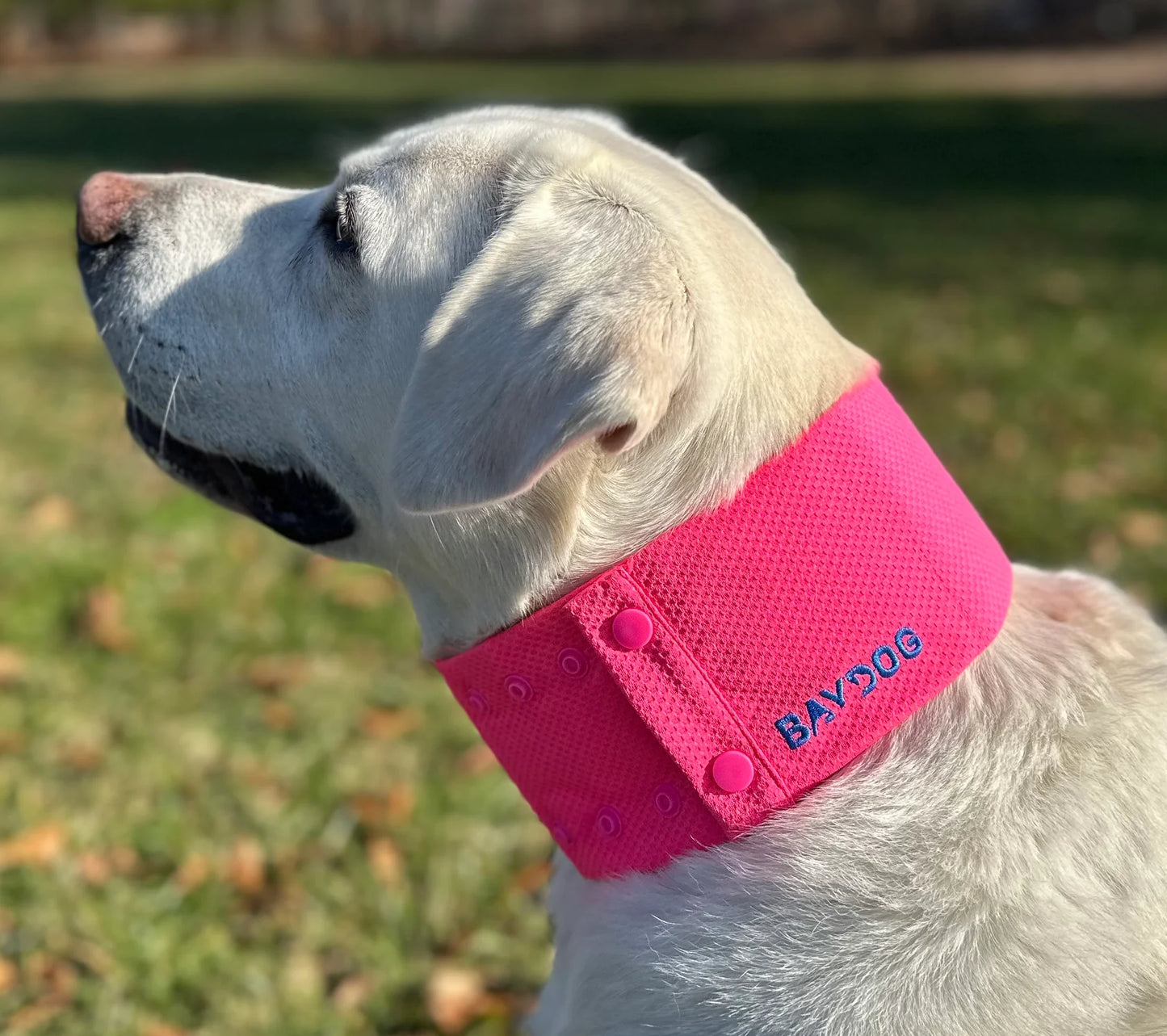 Baydog- Arctic Bay Cooling Collar For Dogs