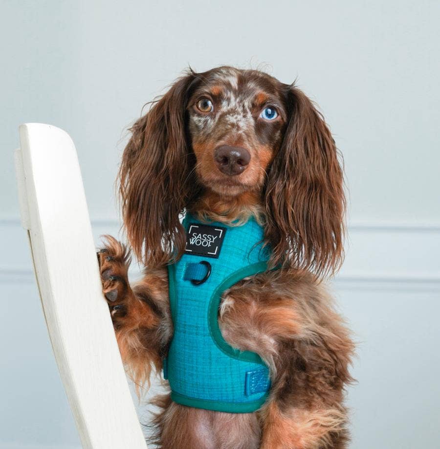 SASSY WOOF- Dog Harness - Napa