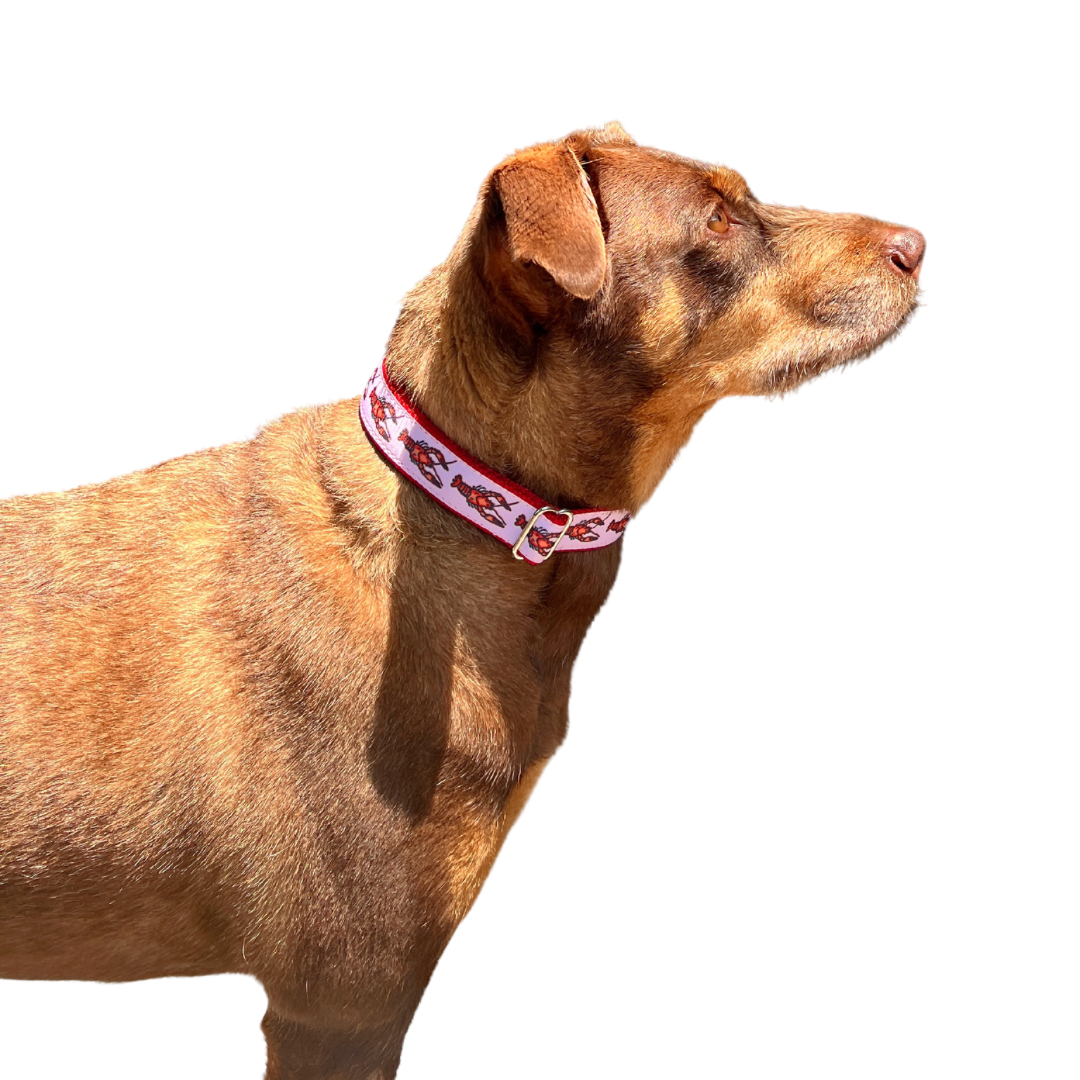 Parish Pets- 1" Wide Dog Collar - Crawfish