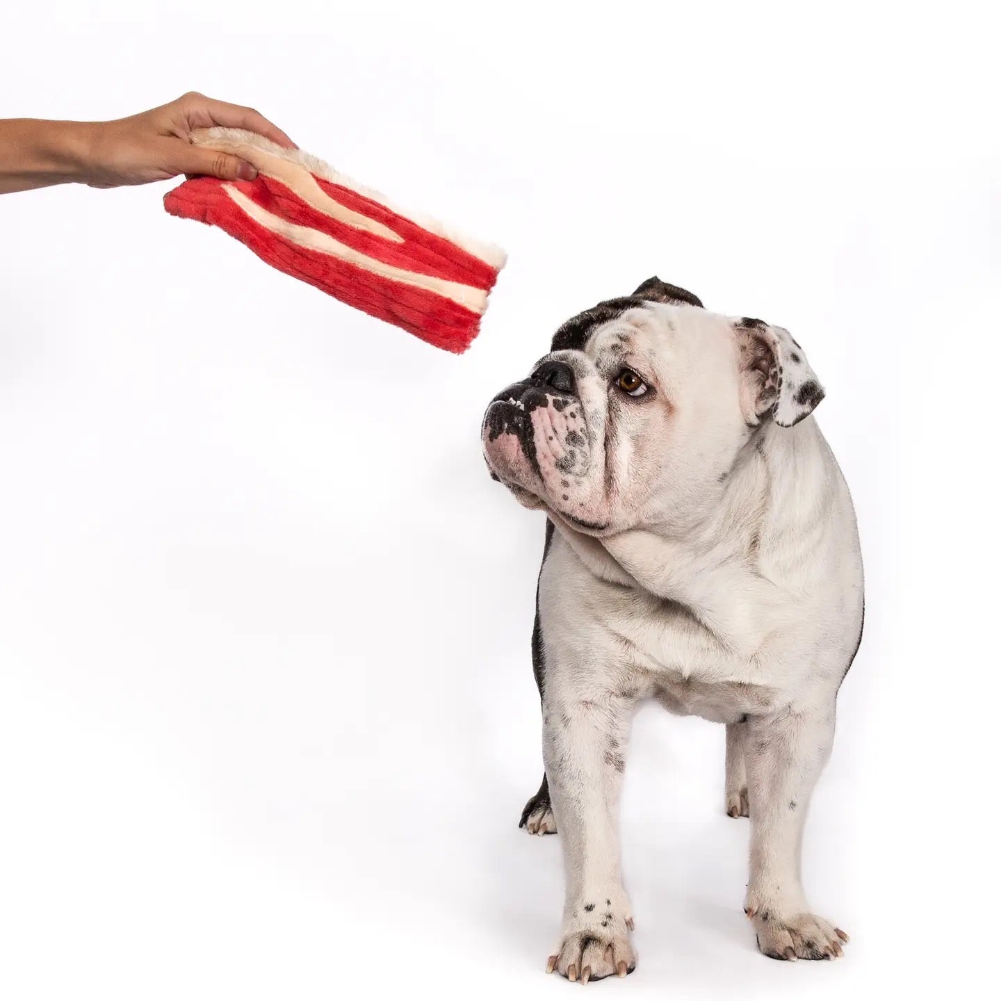 Fabdog- Bacon