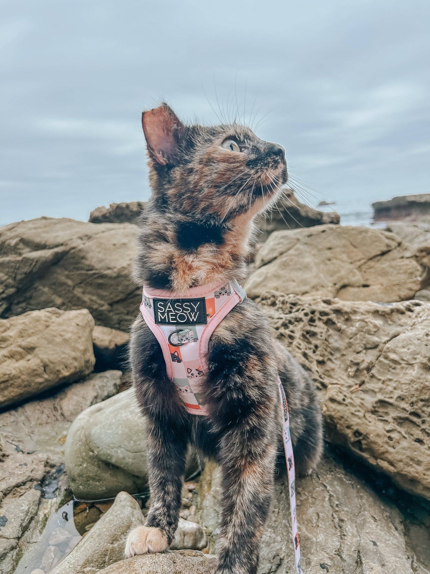 SASSY MEOW- Cat Harness - I Chews You
