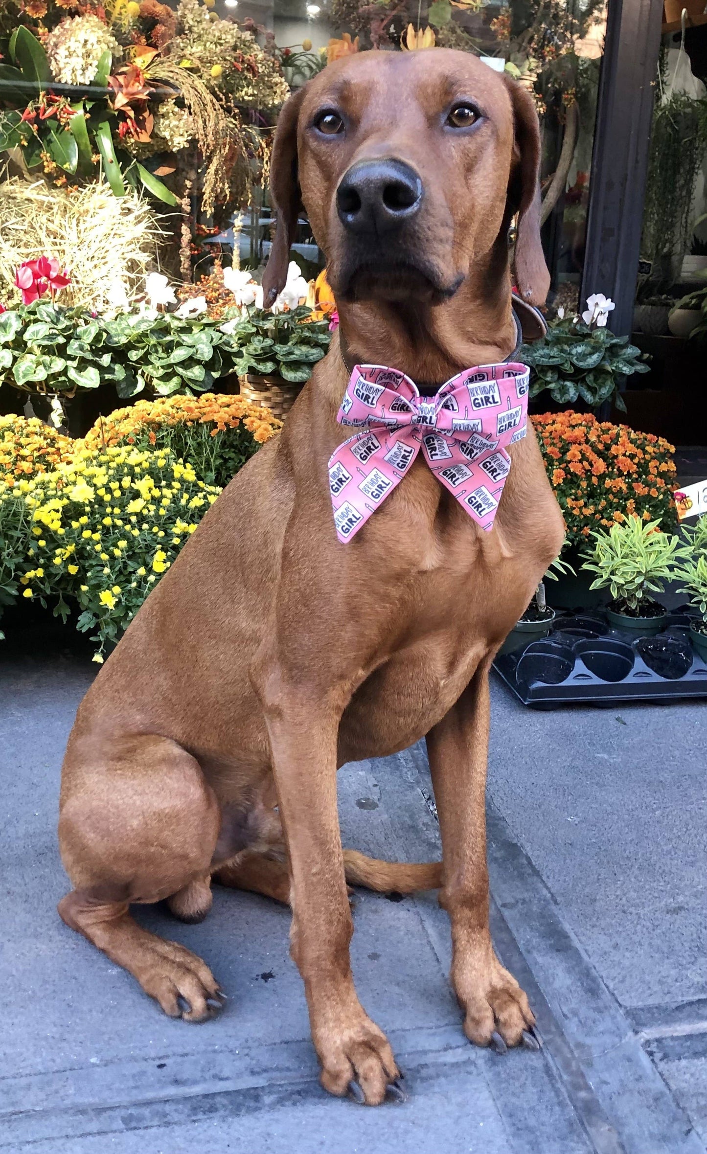 Koa's Ruff Life- Sailor Bow - Birthday Girl