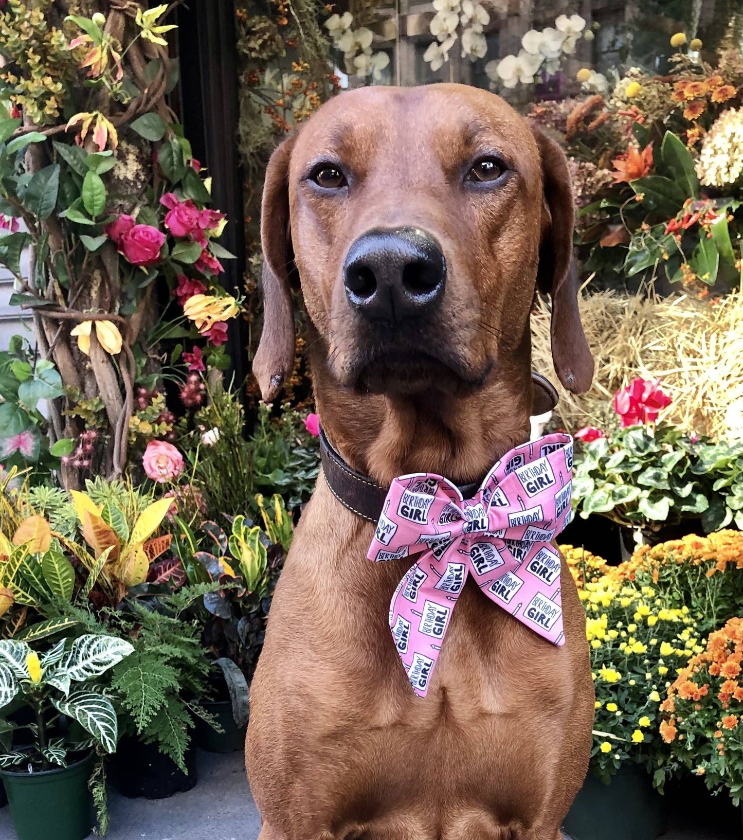 Koa's Ruff Life- Sailor Bow - Birthday Girl