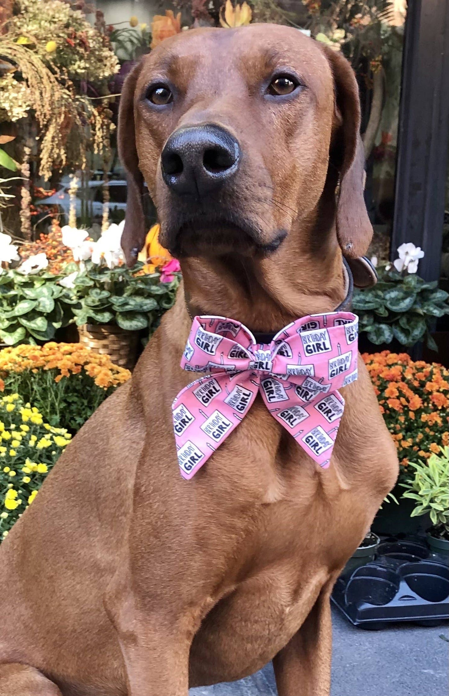 Koa's Ruff Life- Sailor Bow - Birthday Girl