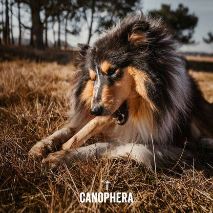 CANOPHERA- Coffee Wood Dog Chew Stick