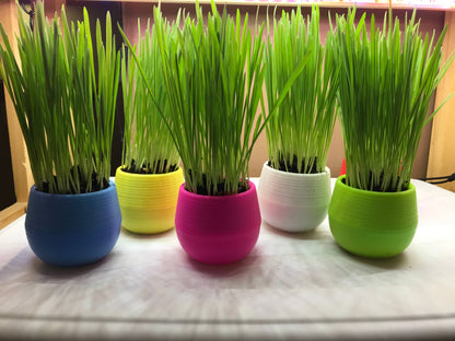 Mom’s Indoor Cat- Cat Grass Gardens