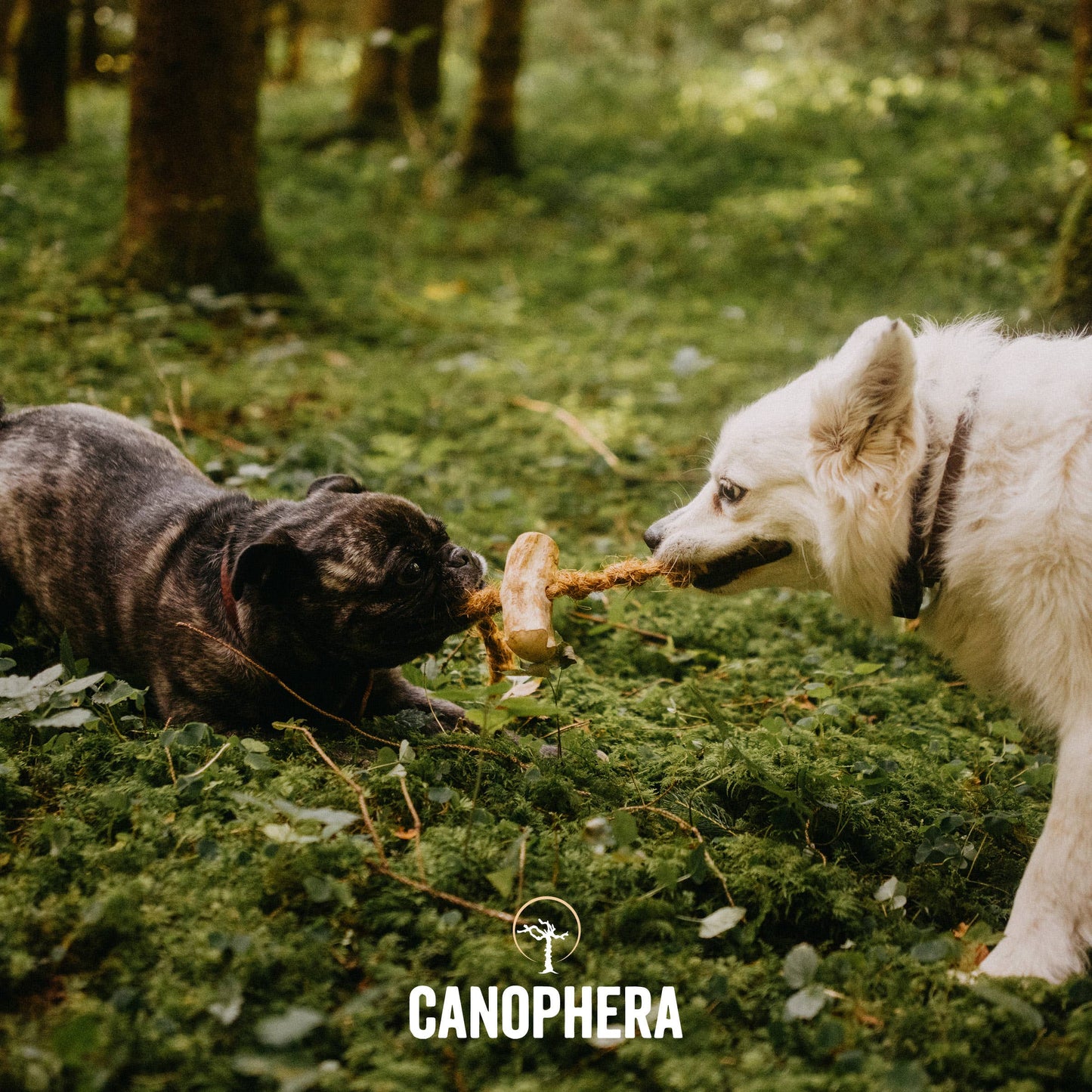 CANOPHERA- Coffee Wood and Coconut Rope Dog Toy