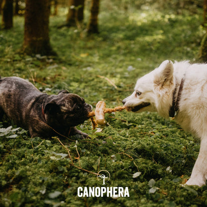 CANOPHERA- Coffee Wood and Coconut Rope Dog Toy