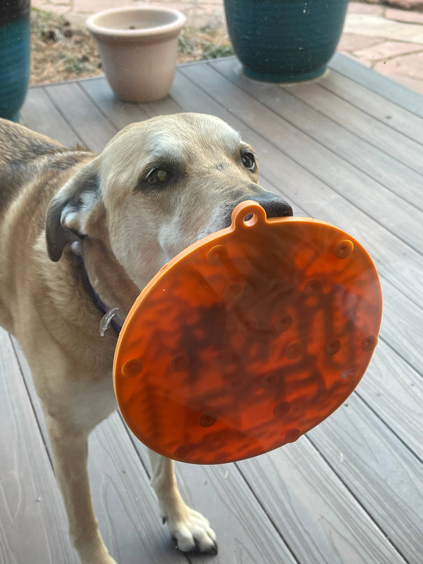 SodaPup- Camp eMat Enrichment Lick Mat With Suction Cups