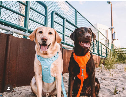 BAYDOG- Chesapeake Dog Harness