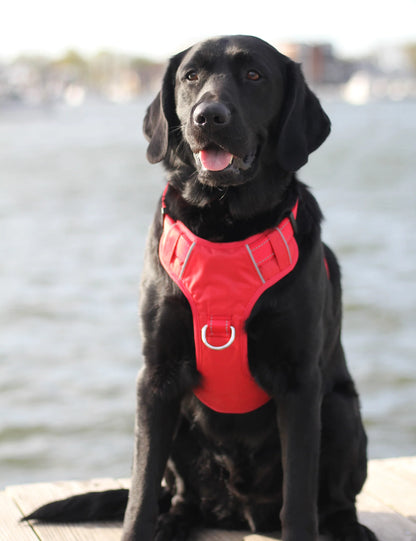 BAYDOG- Chesapeake Dog Harness