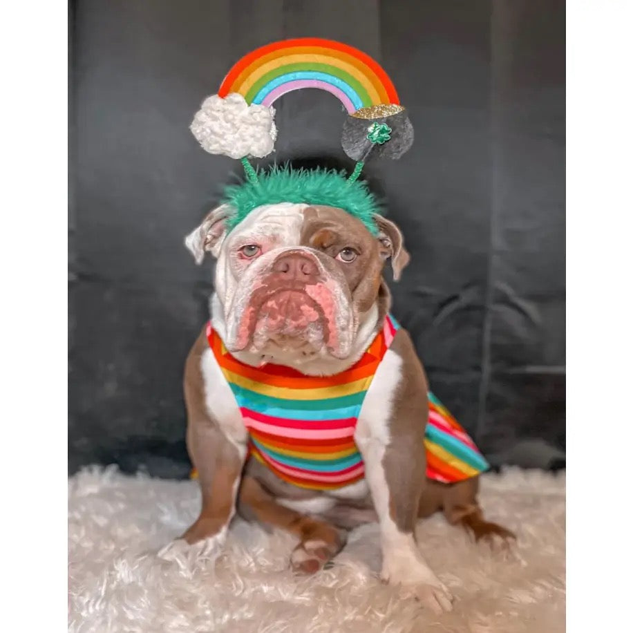 Midlee- St. Patrick's Rainbow Pot of Gold Dog Headband