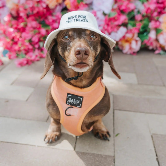 SASSY WOOF- Dog Bucket Hat