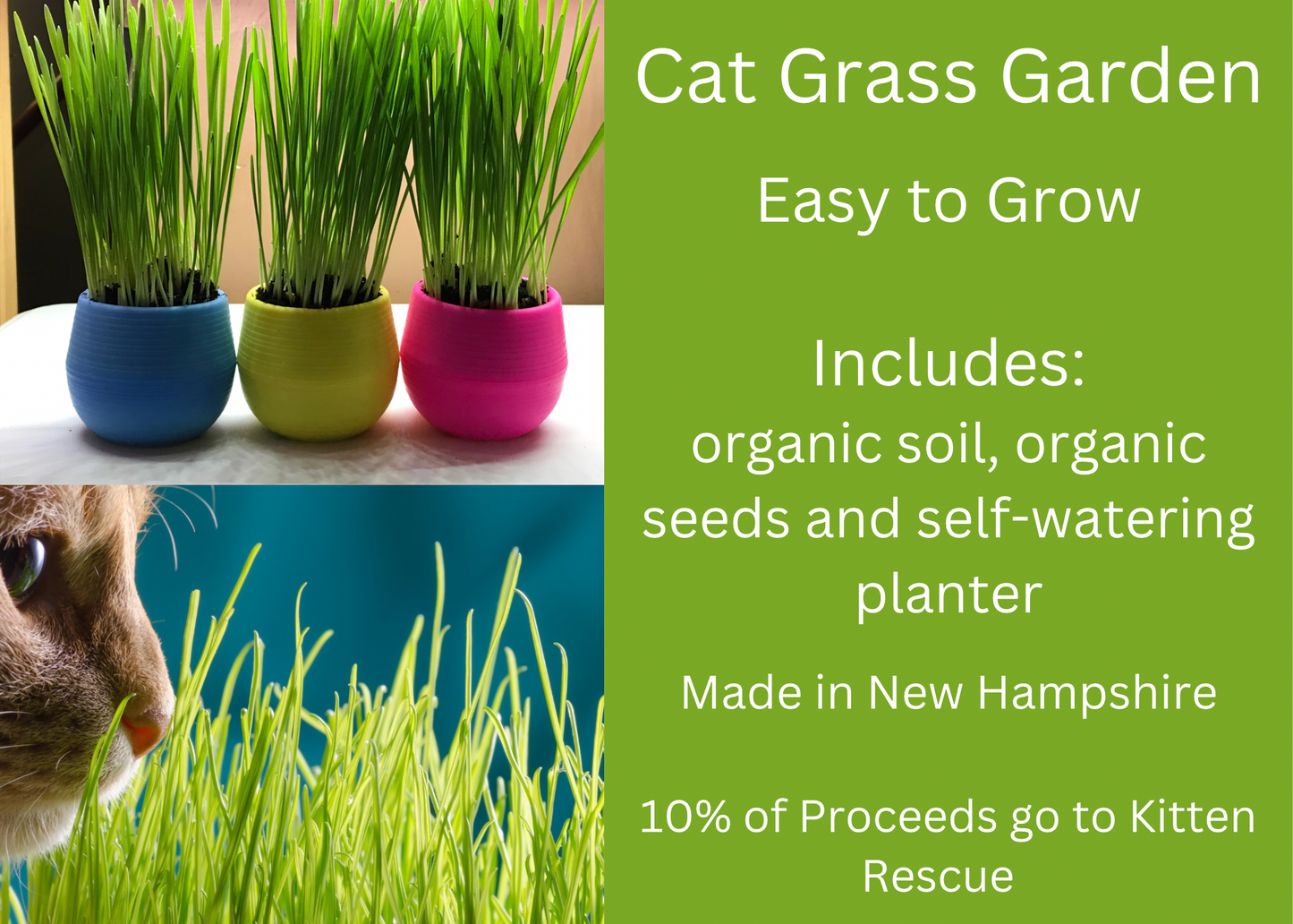 Mom’s Indoor Cat- Cat Grass Gardens